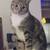LOST CAT 1 thumbnail