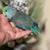 Parrotlet 1 thumbnail