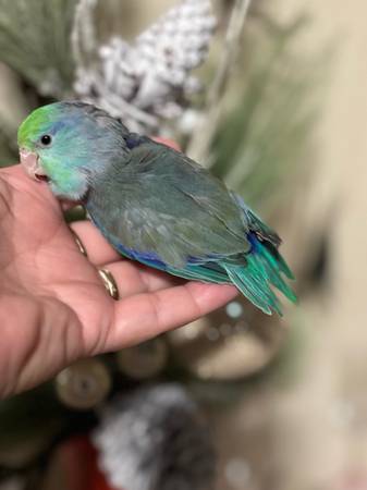 Parrotlet 1