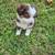 Mini Aussie 3 thumbnail