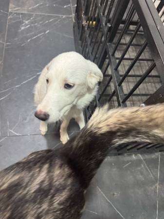 Rehoming Great Pyrenees puppy 1