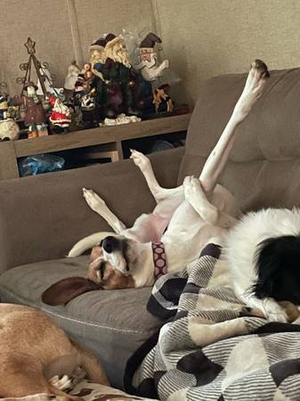 Walker hound (Bunnell)63846014588161123