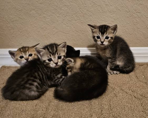Kittens 9 weeks Scottish mix (Cape coral)63977625135107121