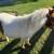 MINI RED AND WHITE PAINT FEMALE HORSE 15 mos - very petite 5 thumbnail