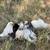12 laying hens, mixed breed 1 thumbnail