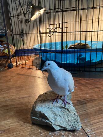 Button quail and dove for rehoming 1