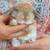 Mini Lops 15 thumbnail