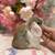 Holland lop 8 thumbnail