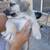 Puppies 6 thumbnail