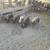 Feeder Pigs 2 thumbnail