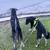 GSD Mix 5 thumbnail