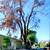 Tree & palm services, yard clean ups, artificial grass & pavers 20 thumbnail