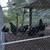 Ayem Cemani Rooster 4 thumbnail