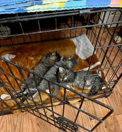 gatitos de 7 semanas más madre (Kingsport)63697161719809120