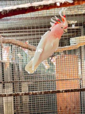 Male Major Mitchell cockatoo 1