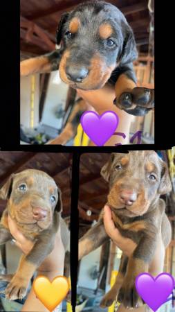 Doberman Pupppiesss63870037450753124