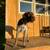 Puppies Wire Haired Pointing Griffons 2 thumbnail