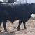 ADCA Reg Dexter Semen 8 thumbnail
