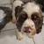 Cocker Spaniel 1 thumbnail