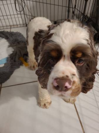 Cocker Spaniel 1
