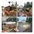 Yard Cleanup/Roof Moss Removal/Pressure Washing/Fencing/Landscaping 13 thumbnail