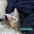 Rehoming 8 week old kittens--UPDATED 11/20 9 thumbnail