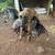Great dane X dutch shephard greyhound whippet doberman 10 thumbnail