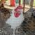 Chickens / Pullets / 6 thumbnail