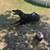 Female Doberman 4 thumbnail