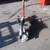 GB bender BWF888 conduit pipe bender 2 thumbnail