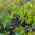 CURRY LEAF TREE    visit our food forest on youtube 2 thumbnail