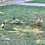 Ducks 2 thumbnail