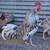 Spangled gamefowl rooster gallo 3 thumbnail