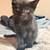 Kittense 6 thumbnail