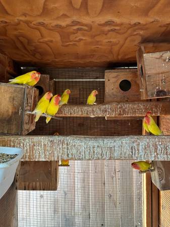 lutino love bird (san jose downtown)63869605586561120