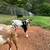 Nigerian Dwarf Wethers 7 thumbnail