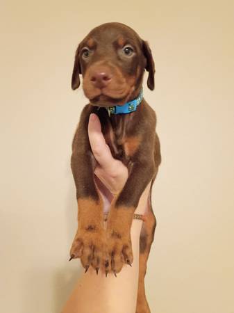 Cachorro macho rojo Doberman de 7 semanas, $650 (Quinlan/Wills Point/Terrell/Oeste de Tawakoni/Dallas/Fort Worth)