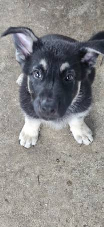 German Shepards (Dothan)63612039123203122