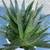 A lovely bowl of Gasteria Flow aloe 3 thumbnail