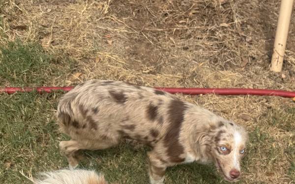 Mini Aussie 1