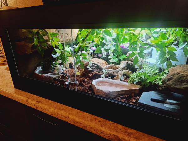 ¡Super cobra real canela! ¡Habitat personalizado! (West Sacramento)63848769409027122