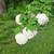 Snowball Viburnum Bush !!! 1 thumbnail