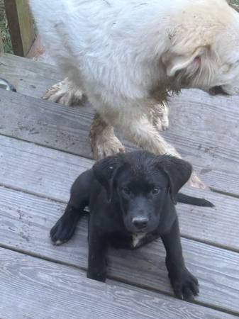 Black puppy 1