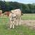 Akaushi/Red Wagyu cross yearling heifers 2 thumbnail