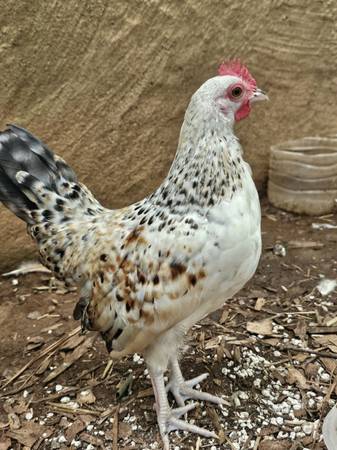 Bantam Rooster🩵🥚🩵 1