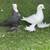 Fancy Pigeons 4 thumbnail