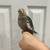 Cockatiel bird 3 thumbnail