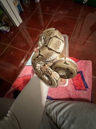 Free ball python (oakland lake merritt / grand)63852312278403120