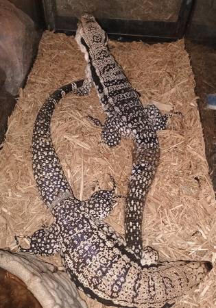 Pair of blue tegus 15 month old male and 14 month old female 1