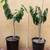 Cherilata trees, cross between Cherimoya and Reticulata 3 thumbnail